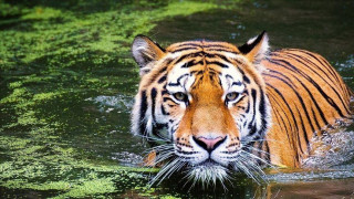 बाघको आक्रमणबाट ठोरीमा कान्छालाल दोङको मृत्यु