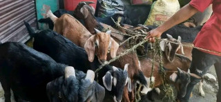 इच्छाकामनाका महिला कृषि उद्यमीहरुले उत्पादन गरेका खसिबोका बिक्री हुन सकेन, कृषक चिन्तामा