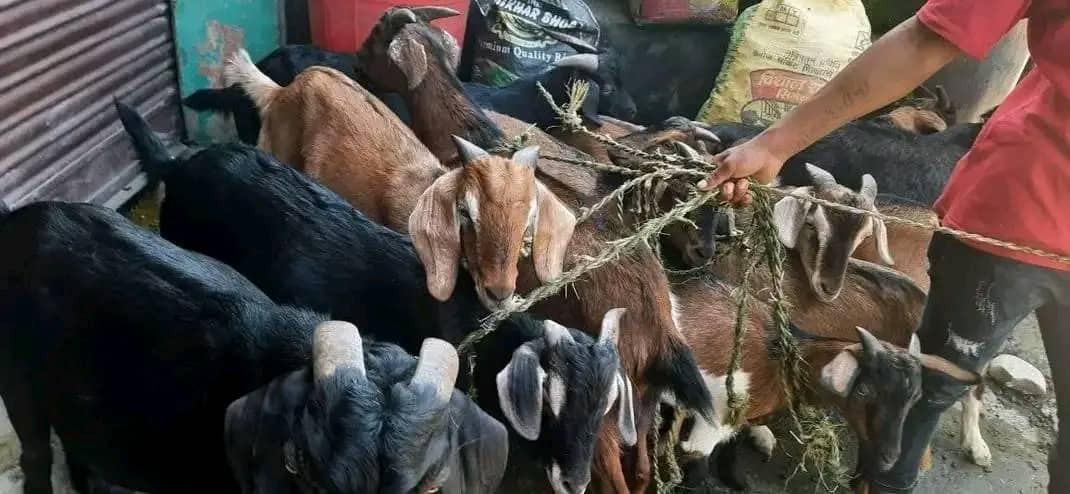 इच्छाकामनाका महिला कृषि उद्यमीहरुले उत्पादन गरेका खसिबोका बिक्री हुन सकेन, कृषक चिन्तामा