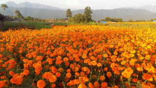 आँबुखैरेनीमा चालीस रोपनी जग्गामा सयपत्री फूलखेती