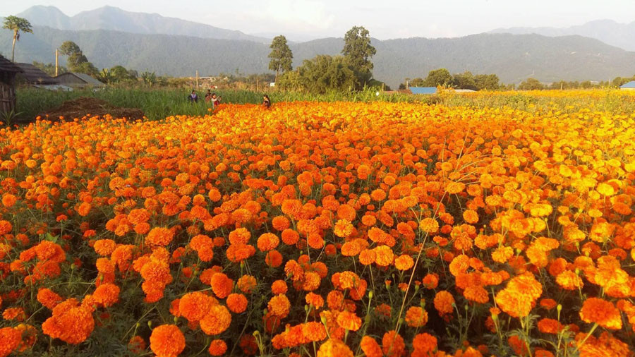 आँबुखैरेनीमा चालीस रोपनी जग्गामा सयपत्री फूलखेती