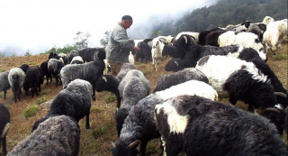 दशैं नजिकिएसँगै बजार झरे लेकाली भेडाच्याङ्ग्रा
