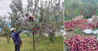 मुस्ताङको घमीमा सामूहिक स्याउ खेती