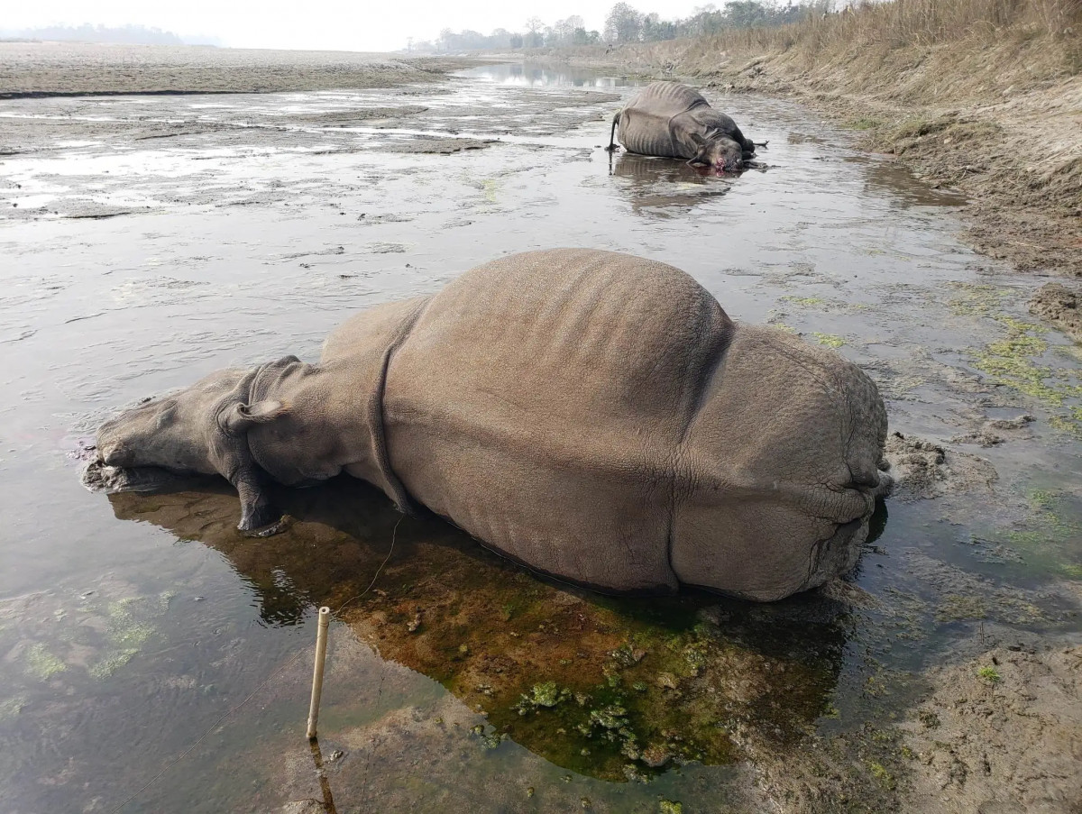 चितवन राष्ट्रिय निकुञ्जमा चालु आर्थिक वर्षको ६ महिनामै १० गैँडा मरे