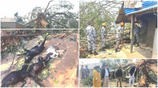 गएरातिको हावाहुरीले शहिद लखनको रातमाटे रुख ढाल्दा ४ बाख्रा मरे, घर र गोठ क्षतिग्रस्त