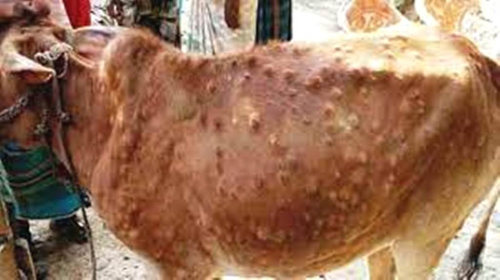 गोरखाको शहिदलखन, गण्डकी र बारपाक सुलिकोटको पशुमा ‘लम्पी स्कीन’को सङ्क्रमण, दूध र मासु उत्पादनमा नोक्सानी