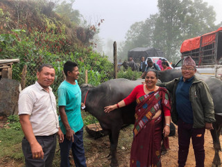 शहिद लखन गाउँपालिकाद्वारा बुंकोटका किसानलाई दुहुना भैंसी वितरण