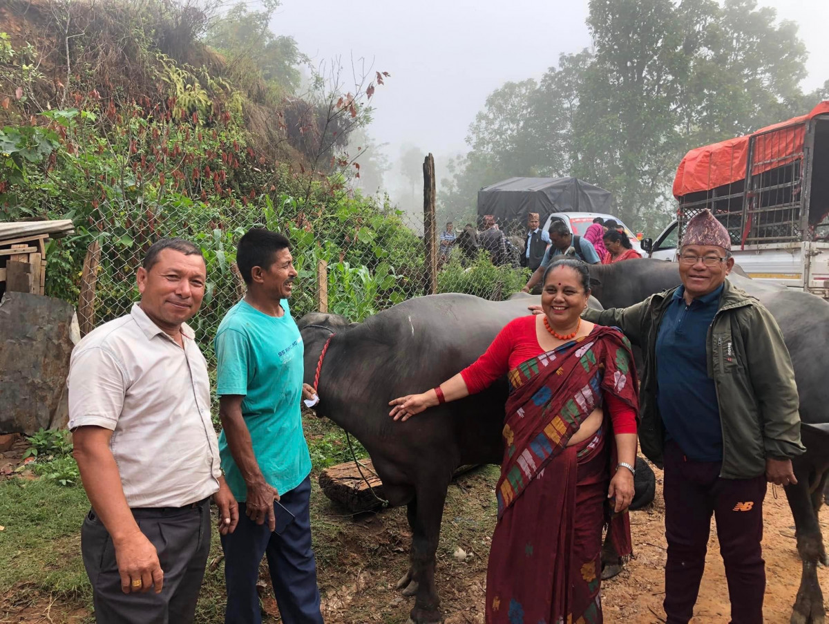 शहिद लखन गाउँपालिकाद्वारा बुंकोटका किसानलाई दुहुना भैंसी वितरण