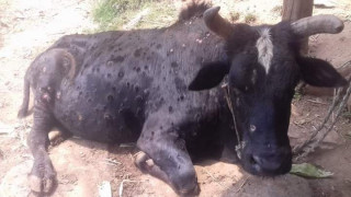 गाईभैँसीमा लाग्ने लम्पीस्किन रोगबाट देवघाटका किसान पनि  पिडित 