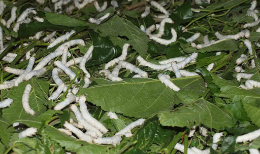 शहिद लखनको घैरुङमा पहिलो पटक व्यावसायीक रुपमा रेशम किराको खेती सुरु
