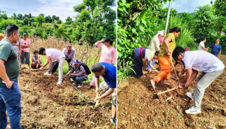 आँबुखैरेनीको याञ्चोकमा ४० हजार सयपत्रीका बिरुवा रोपियो