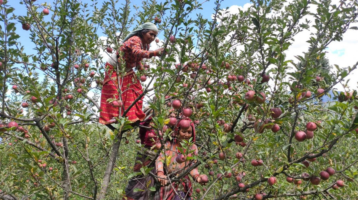 मुस्ताङमा आजदेखि स्याउ टिप्न सुरु, मार्फा, टुकुचे, कागबेनीकमा बढि
