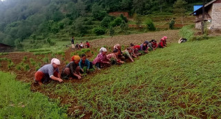 आज पहिलोपटक राष्ट्रिय कोदो दिवस मनाइँदै
