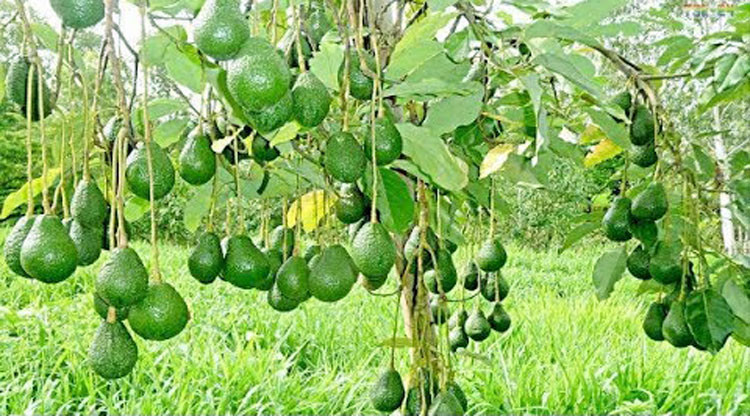 'एक वडा, एक उत्पादन'अन्तर्गत तनहुँको आँबुखैरेनीमा एभोकाडो खेती सुरु