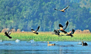 जाडो छल्न नेपाल आइपुगे पाहुना चरा