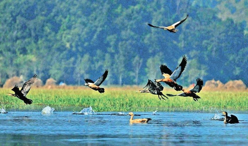 जाडो छल्न नेपाल आइपुगे पाहुना चरा