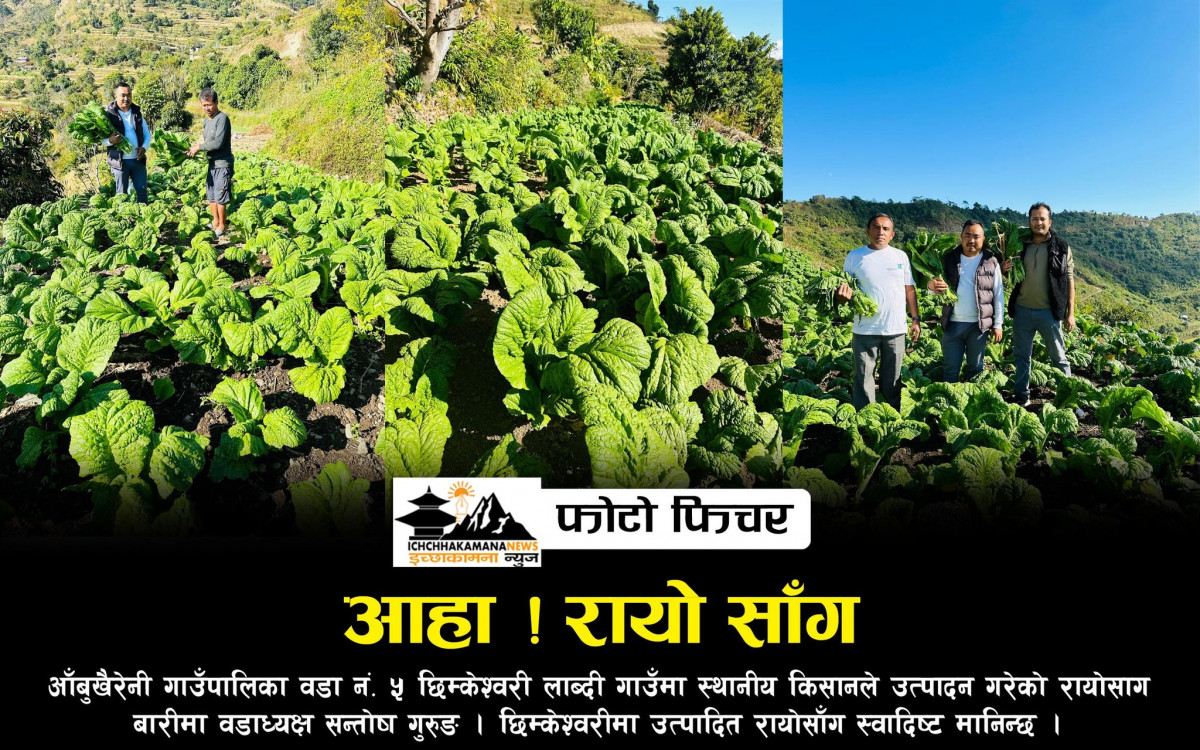 किसानले उत्पादन गरेको तरकारी बिक्री नभए गाउँपालिकाले जिम्मा लिने भएपछि आँबुखैरेनीका किसान उत्साहित