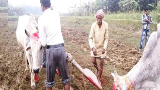 मिथिलाञ्चलमा हलो र गोरु पूजा गरियो