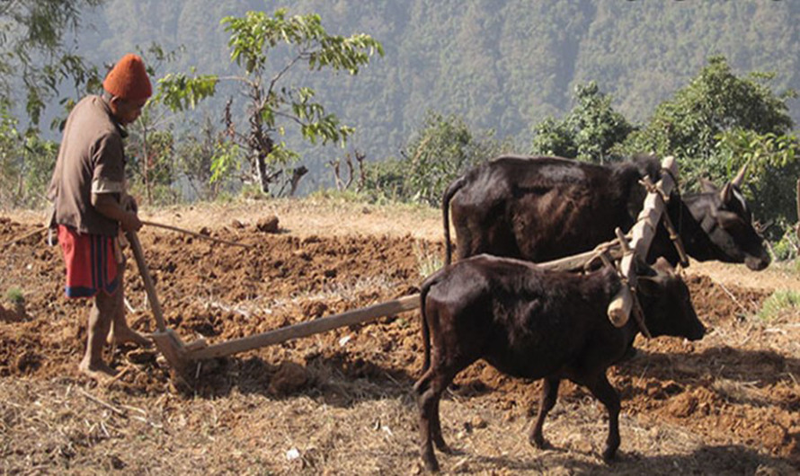 किसानले पाल्न छाडे हल गोरु, आधुनिक हलोले जोत्छन् खेतबारी