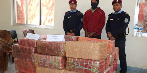 धादिङको गजुरीबाट ६२० किलो गाँजा सहित ट्रक र चालक पक्राउ