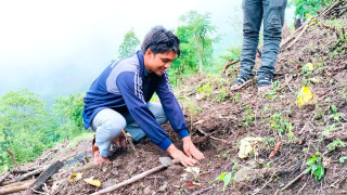 आँबुखैरेनी गाउँपालिकाद्वारा हिलेखर्कको बतासे डाँडामा पहिलो पटक चियाखेती सुरु, १५ रोपनी जग्गामा लगाईयो चिया