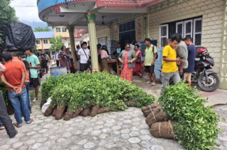 इच्छाकामनामा सुन्तला खेती प्रती किसानको आकर्षण बढ्यो, पालिकाले बाड्यो १२ हजार सुन्तला बेर्ना