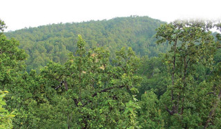 चितवनका वैज्ञानिक व्यवस्थापनअन्तर्गतका वनहरु दिगोमा रुपान्तरण हुँदै