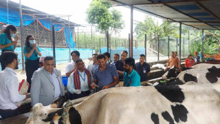 बागमतीका ६१ हजार गाईबस्तुमा लगाइयो लम्पी स्किन विरुद्धको खोप