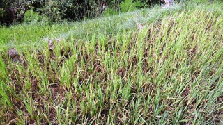चितवनका धानबालीमा जिंकको कमी, मर्न थाले बोट