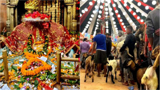 शक्तिपीठमा एक हजार राँगा बोकाको बलि