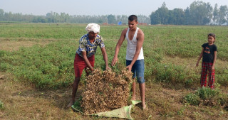 बाँकेको डुडुवाका किसान दालको खेती छाडेर बदाम खेतीतर्फ आकर्षण