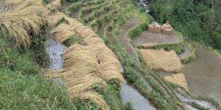 तनहुँमा एक करोड बराबरको धानबालीमा क्षति