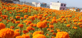 सयपत्री फूलखेतीबाट वार्षिक सात लाख बचत गर्दै लालबाबु