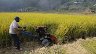 विपद्का कारण बागमती प्रदेशमा धान उत्पादन घट्ने