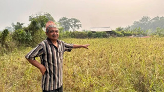 खोरियागाउँ जसलाई कोदो खेतीले धानेको छ