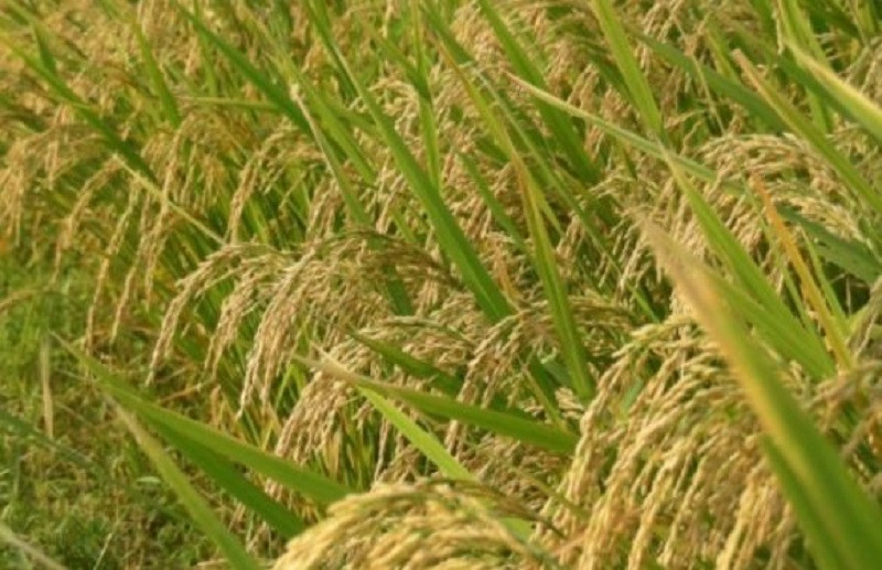 यस बर्ष चितवनमा धान उत्पादन घट्यो