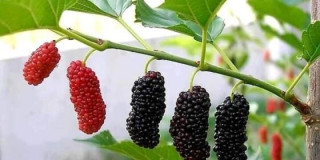 चितवनमा किम्बूका बिरुवाको माग घट्यो