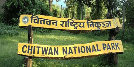 चितवन राष्ट्रिय निकुञ्जमा घुम्न आउने पर्यटक घटे