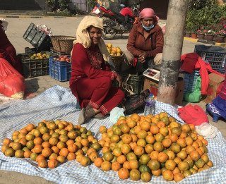 तनहुँको देवघाट गाउँपालिकाको एउटै वडाबाट तीन करोड बढीको सुन्तला बिक्री