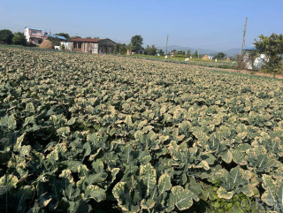 चितवनमा  बन्दा र काउलीमा नयाँ रोग देखा , परीक्षणका लागि दोस्रोपटक नमूना पठाइयो