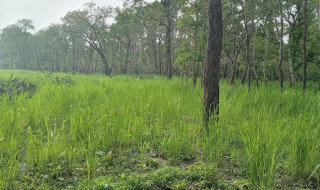 चितवन राष्ट्रिय निकुञ्जमा घाँसेमैदान व्यवस्थापन सुरू