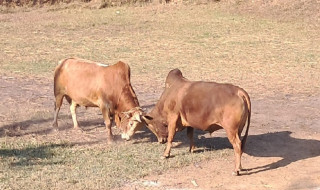 बन्दीपुर भ्रमण वर्षको प्रचार गर्न गोरु जुधाई प्रतियोगिता