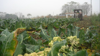बजार नपाएपछि चितवनमा किसानले काउली बारीमा जोते ट्याक्टर