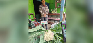 बाह्र किलोको काउली फलाएका बागलुङका खत्री भन्छन्-‘विदेश जाने सोच कहिले पनि आएन’