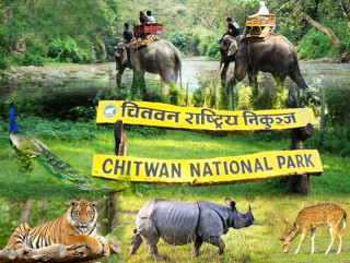 चितवन राष्ट्रिय निकुञ्ज भ्रमण गर्ने पर्यटक संख्यामा भारी गिरावट