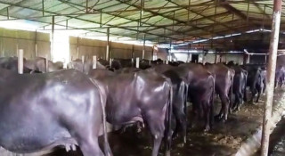 ‘कोरिया कमाई र सीप भैँसीपालनमा’