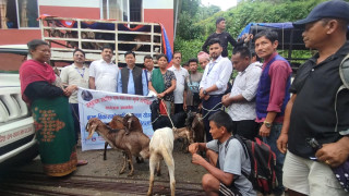 इच्छाकामना–६ मा ४४ जना किसानलाई बीऊ पाठी र बोका वितरण