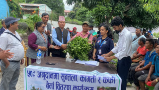 इच्छाकामनाको ध्यान सुन्तलाखेतीमा, ५० प्रतिशत अनुदानमा सय परिवारलाई बिरूवा प्रदान