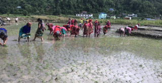 खडेरी र तापक्रम वृद्धिले गर्दा तनहुँमा रोपाइँ प्रभावित
