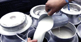 दुग्ध उत्पादनमा आकर्षित गर्न ‘नश्ल सुधार कार्यक्रम’